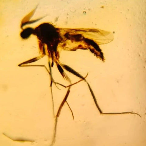 Burmese Insect Amber Diptera Mosquito Fly Fossil Cretaceous Bermite Dinosaur Age - Fossil Age Minerals