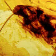 Burmese Insect Amber Roach Larva Fossil Cretaceous Burmite Dinosaur Age