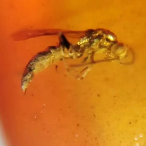 Burmese Insect Amber Wasp Bee, Mosquito Fly Bug Fossil Cretaceous Dinosaur Age - Fossil Age Minerals