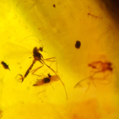 Burmese Insect Amber Diptera Mosquito Flying Bugs Fossil Cretaceous Dinosaur Era