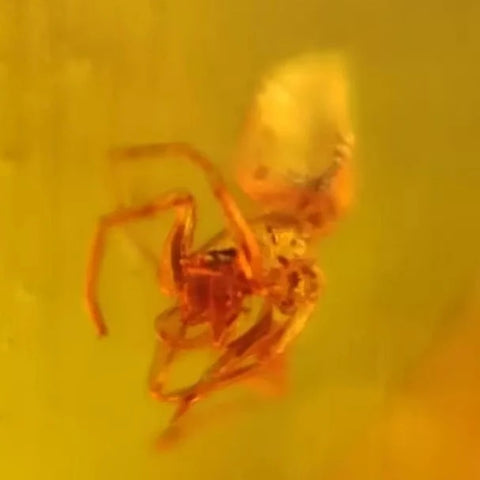 Burmese Insect Amber Arachnida Spider Bug Fossil Cretaceous Bermite Dinosaur Age - Fossil Age Minerals