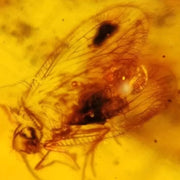 Burmese Insect Amber Lacewing, Caddisfly Bug Fossil Cretaceous Bermite Dinosaur Age