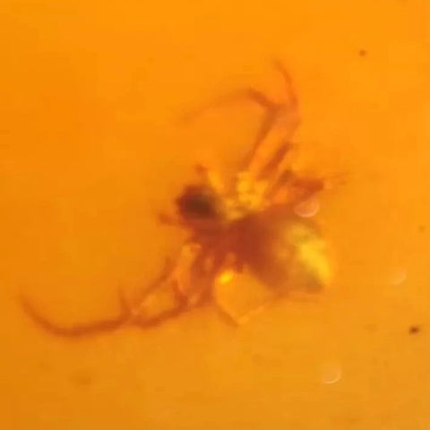 Burmese Insect Amber Arachnida Spider Bug Fossil Cretaceous Bermite Dinosaur Age - Fossil Age Minerals