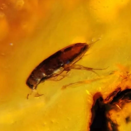 Burmese Insect Amber Coleoptera Beetle Bug Fossil Cretaceous Bermite Dinosaur Age