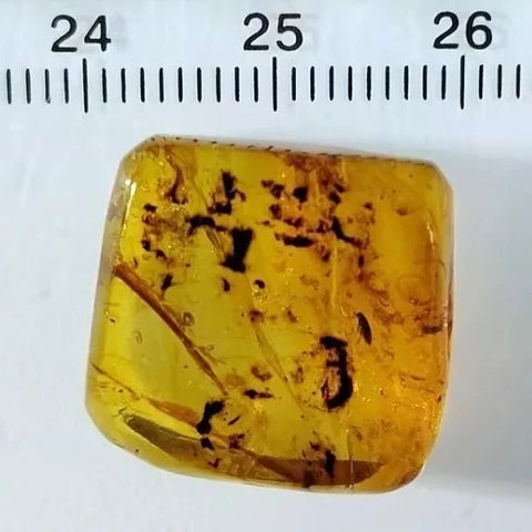 Burmese Insect Amber Coleoptera Beetle Bug Fossil Cretaceous Bermite Dinosaur Age - Fossil Age Minerals