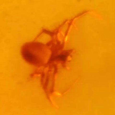 Burmese Insect Amber Arachnida Spider Bug Fossil Cretaceous Bermite Dinosaur Age - Fossil Age Minerals