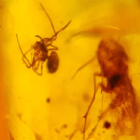 Burmese Insect Amber Arachnida Spider, Unknown Fly Fossil Cretaceous Dinosaur Age - Fossil Age Minerals