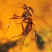 Burmese Insect Amber Diptera Mosquito Fly Fossil Burmite Cretaceous Dinosaur Age