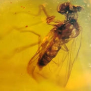 Burmese Insect Amber Unknown Flying Bug Fossil Cretaceous Bermite Dinosaur Age