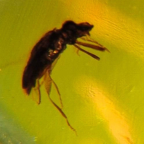 2 Burmese Insect Amber Coleoptera Beetles Burmite Fossil Cretaceous Dinosaur Era - Fossil Age Minerals