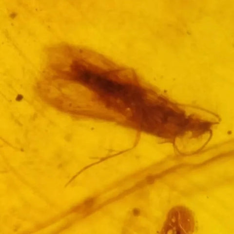 Burmese Insect Amber Lacewing, Caddisfly Bug Fossil Cretaceous Bermite Dinosaur Age - Fossil Age Minerals