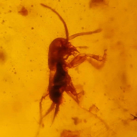 Burmese Insect Amber Cricket, Unknown Bugs Fossil Cretaceous Burmite Dinosaur Age - Fossil Age Minerals