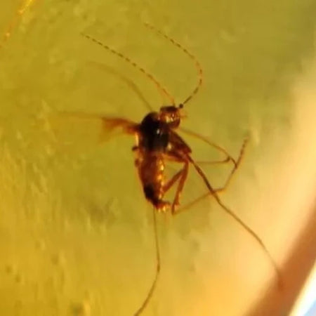 Burmese Insect Amber Diptera Mosquito Flies Bug Fossil Cretaceous Dinosaur Age