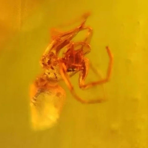 Burmese Insect Amber Arachnida Spider Bug Fossil Cretaceous Bermite Dinosaur Age - Fossil Age Minerals