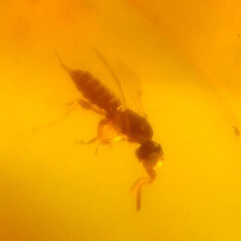 Burmese Insect Amber Hymenoptera Wasp, Lacewing Fossil Cretaceous Dinosaur Age - Fossil Age Minerals