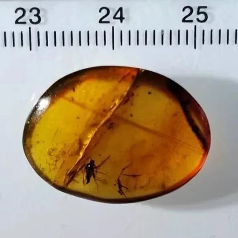 Burmese Insect Amber Unknown Flying Bug Fossil Burmite Cretaceous Dinosaur Age - Fossil Age Minerals