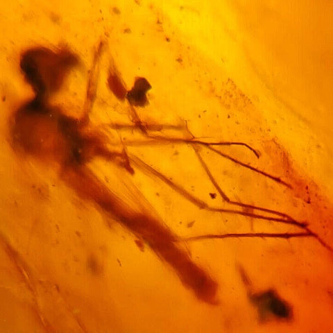 Burmese Insect Amber Mosquito Fly Bug Fossil Bermite Cretaceous Dinosaur Era - Fossil Age Minerals