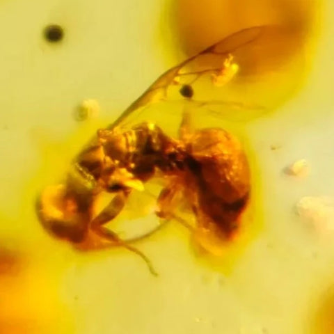 Burmese Insect Amber Roach Wasp Bee Fossil Burmite Cretaceous Dinosaur Age - Fossil Age Minerals