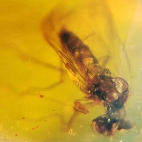 Burmese Insect Amber Unknown Flying Bug Fossil Cretaceous Bermite Dinosaur Age - Fossil Age Minerals