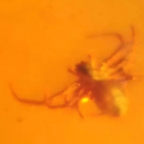 Burmese Insect Amber Arachnida Spider Bug Fossil Cretaceous Bermite Dinosaur Age - Fossil Age Minerals