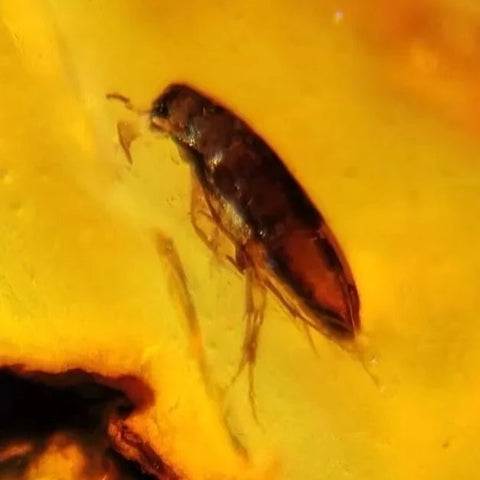 Burmese Insect Amber Coleoptera Beetle Bug Fossil Cretaceous Bermite Dinosaur Age - Fossil Age Minerals