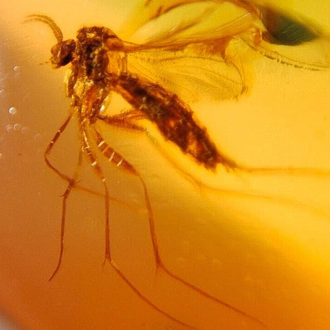Burmese Insect Amber Mosquito Fly, Unknown Bug Fossil Cretaceous Dinosaur Era - Fossil Age Minerals