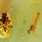 Burmese Insect Amber Silverfish, Beatle And Fly Burmite Fossil Cretaceous Dinosaur Age