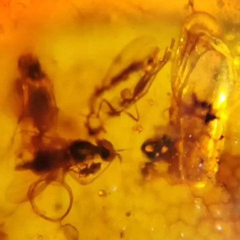 Burmese Insect Amber Unknown Flying Bugs Fossil Cretaceous Bermite Dinosaur Age - Fossil Age Minerals