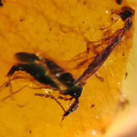 Burmese Insect Amber Coleoptera Beetles, And Roach Fossil Cretaceous Dinosaur Era - Fossil Age Minerals