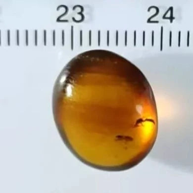 Burmese Insect Amber Wasp Bee, Mosquito Fly Bug Fossil Cretaceous Dinosaur Age - Fossil Age Minerals