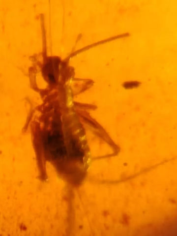 Burmese Insect Amber Cricket Larva Bug Fossil Cretaceous Bermite Dinosaur Age - Fossil Age Minerals