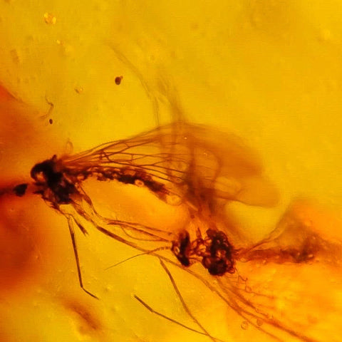 Burmese Insect Amber Uncommon Unknown Bugs Fossil Cretaceous Dinosaur Age - Fossil Age Minerals