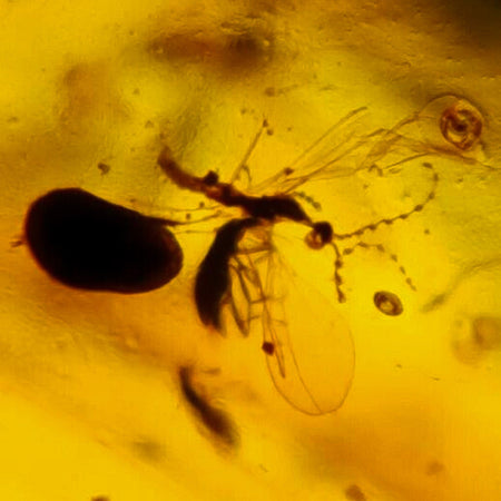 Burmese Insect Amber Spider, Beetles And Mosquito Fly Fossil Cretaceous Dinosaur Era