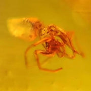 Burmese Insect Amber Arachnida Spider Bug Fossil Cretaceous Bermite Dinosaur Age