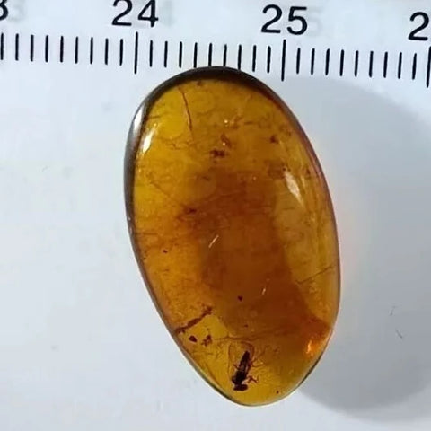 Burmese Insect Amber Unknown Flying Bug Fossil Cretaceous Bermite Dinosaur Age - Fossil Age Minerals