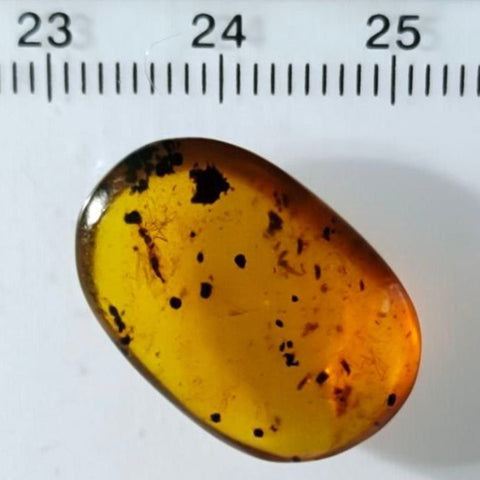 Burmese Insect Amber Uncommon Unknown Bug Fossil Cretaceous Dinosaur Age - Fossil Age Minerals