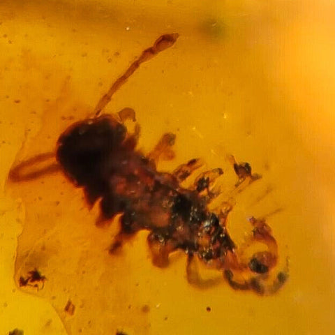 Burmese Insect Amber Cricket, Unknown Bugs Fossil Cretaceous Burmite Dinosaur Age - Fossil Age Minerals