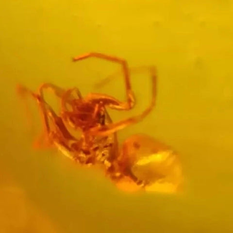 Burmese Insect Amber Arachnida Spider Bug Fossil Cretaceous Bermite Dinosaur Age - Fossil Age Minerals