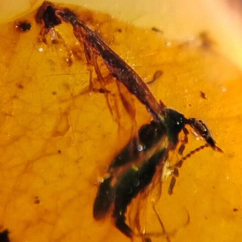 Burmese Insect Amber Coleoptera Beetles, And Roach Fossil Cretaceous Dinosaur Era - Fossil Age Minerals