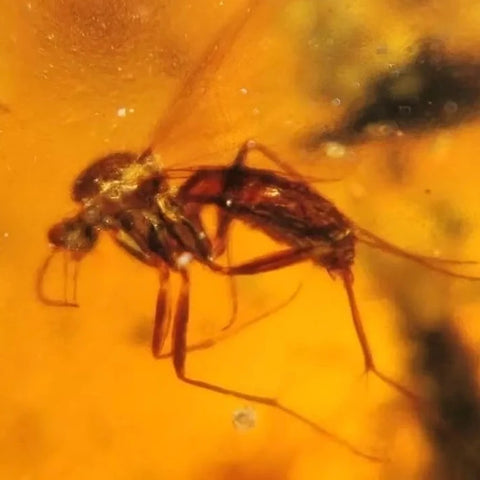 Burmese Insect Amber Diptera Mosquito Fly Fossil Burmite Cretaceous Dinosaur Age - Fossil Age Minerals