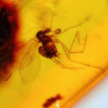 Burmese Insect Amber Unknown Flying Bug Fossil Burmite Cretaceous Dinosaur Age