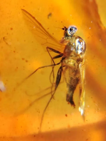 Burmese Insect Amber Unknown Flying Bug Fossil Burmite Cretaceous Dinosaur Age - Fossil Age Minerals