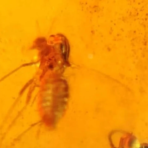 Burmese Insect Amber Wasp Bee, Mosquito Fly Bug Fossil Cretaceous Dinosaur Age - Fossil Age Minerals