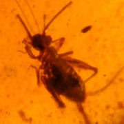 Burmese Insect Amber Cricket Larva Bug Fossil Cretaceous Bermite Dinosaur Age