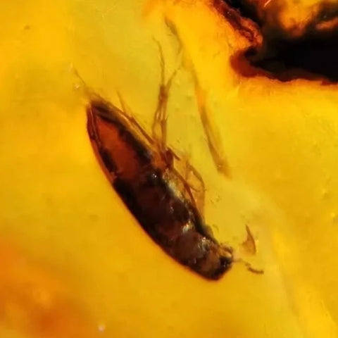 Burmese Insect Amber Coleoptera Beetle Bug Fossil Cretaceous Bermite Dinosaur Age - Fossil Age Minerals