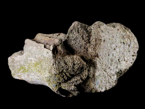 4.4 Edmontosaurus Fossil Toe Bone Lance Creek FM Cretaceous Dinosaur WY COA - Fossil Age Minerals