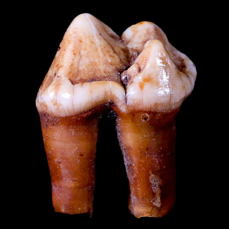 1.1" Extinct Cave Bear Ursus Spelaeus Pre-Molar Tooth Rooted Pleistocene Age COA