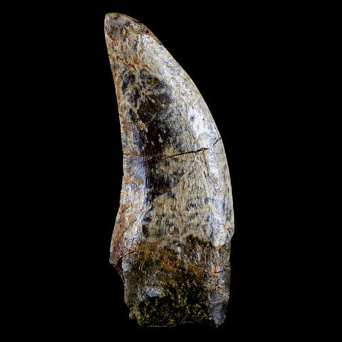1.3" Nanotyrannus Tyrannosaurus Fossil Tooth Rooted Dinosaur Lance Creek WY COA - Fossil Age Minerals