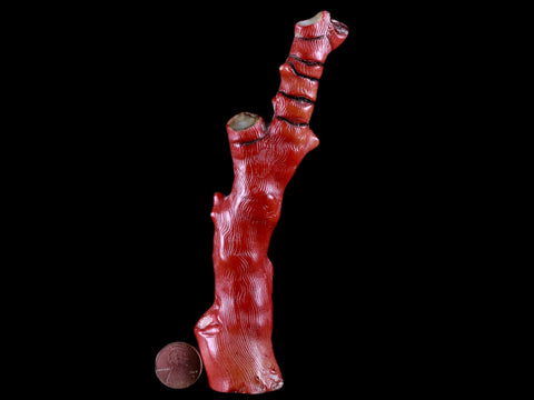 XL 6" Red Bamboo Coral Branches Deep-Sea Coral Color Enhanced 4.2 Ounces - Fossil Age Minerals