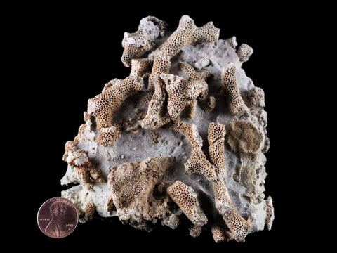 XL 3.9" Thamnopora SP Coral Fossil Coral Reef Devonian Age Verde Valley, Arizona - Fossil Age Minerals